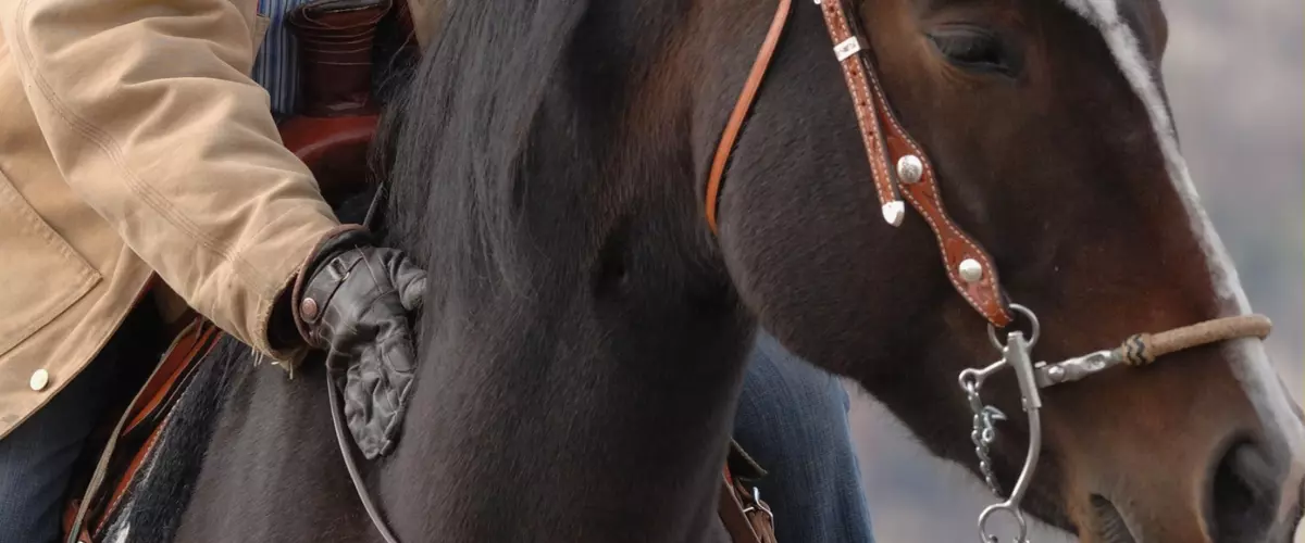How do I know if my horse is unhappy with its bit?
