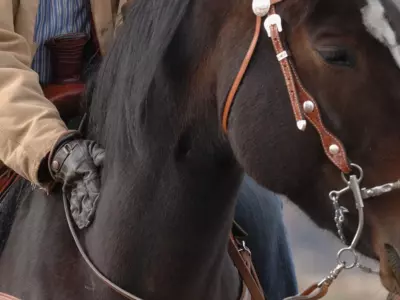 How do I know if my horse is unhappy with its bit?