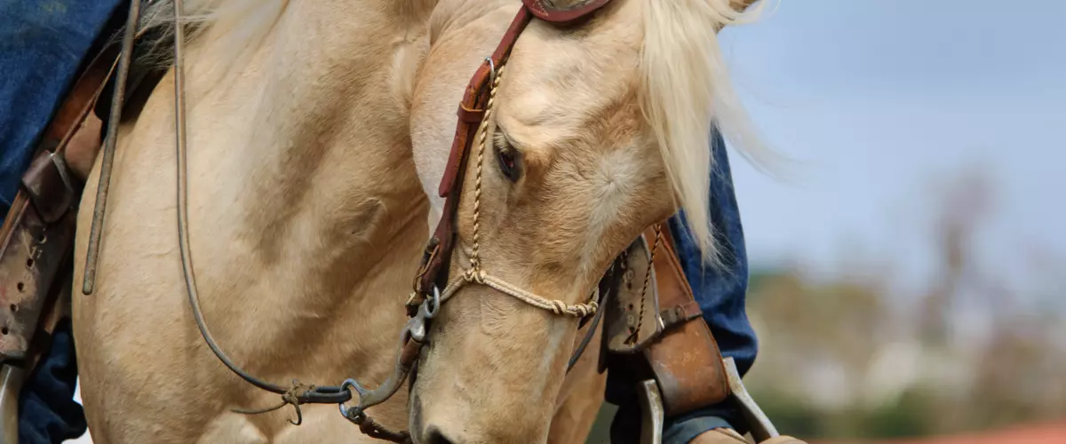 How do I know if my horse’s bit fits correctly?