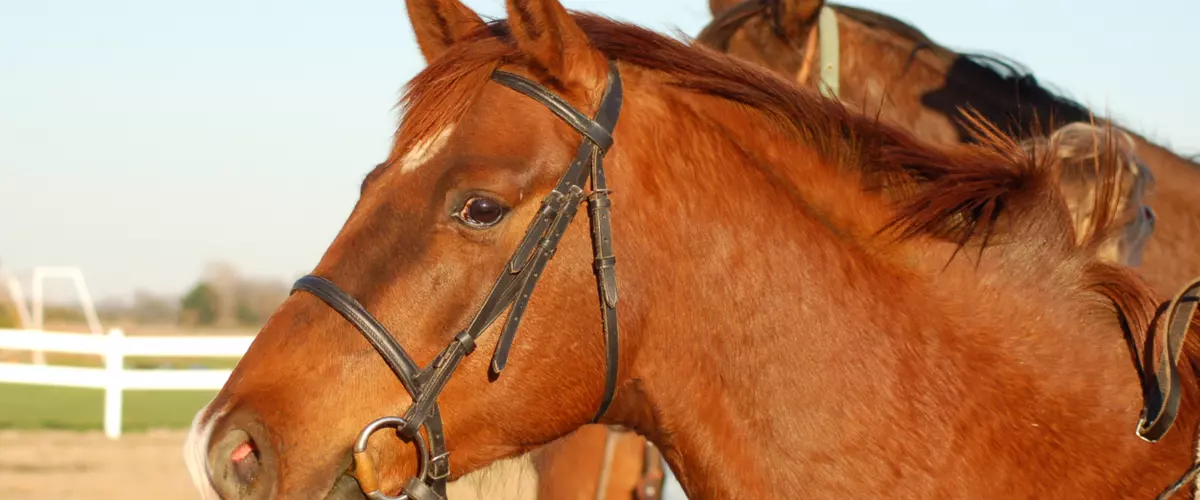 What type of bit is best for a beginner horse?