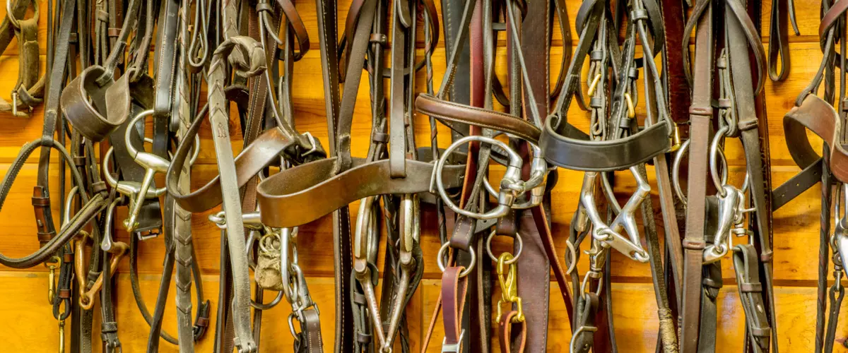 What is the best bit for trail riding or long-d...