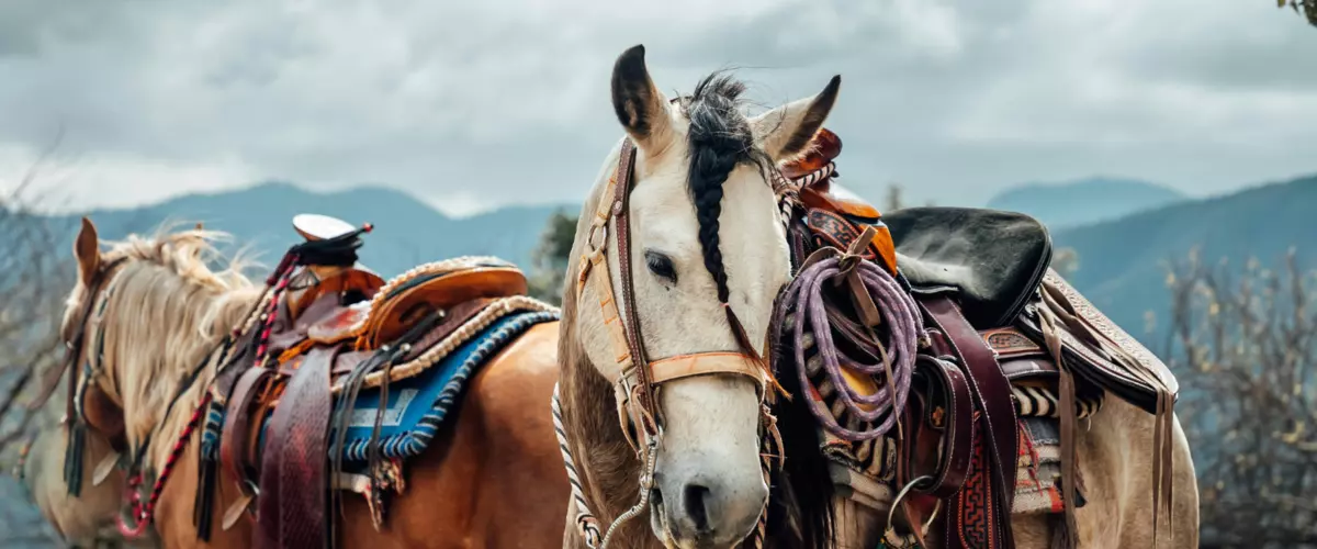 Do saddle pads really prevent back soreness in ...