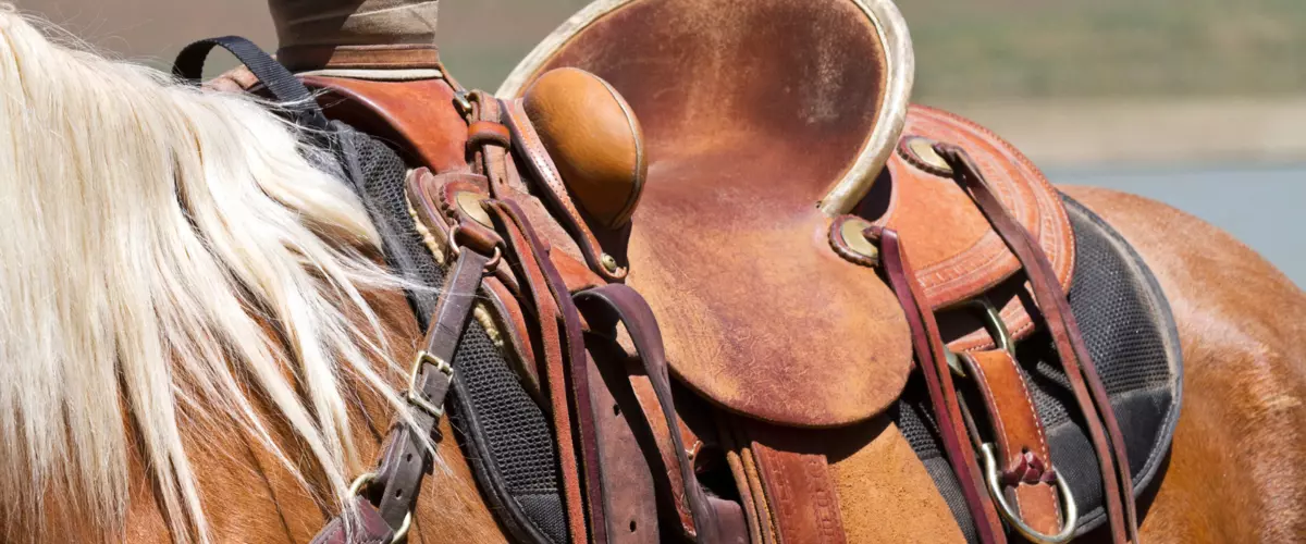 What type of saddle pad is best for my horse?