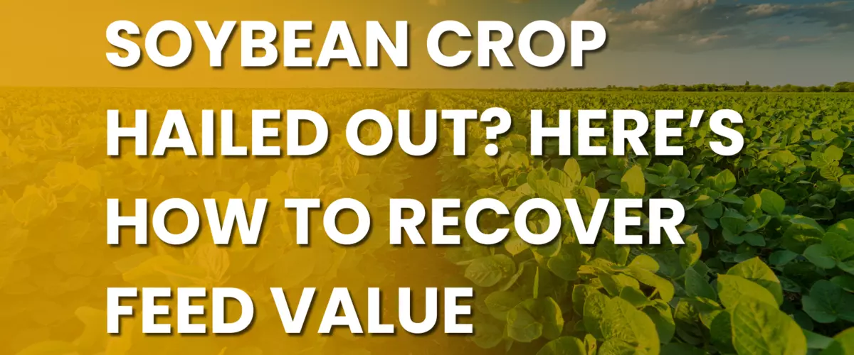 Soybean Crop Hailed Out? Here’s How to Recover ...