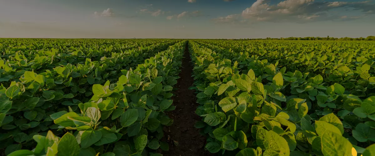 Soybean Crop Hailed Out? Here’s How to Recover ...