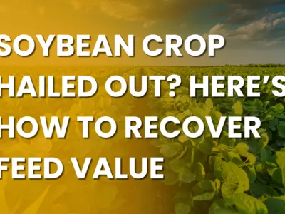 Soybean Crop Hailed Out? Here’s How to Recover ...