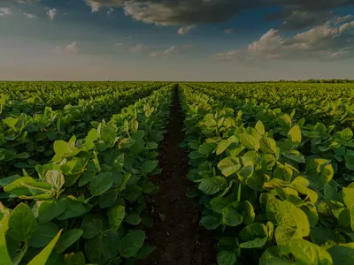 Soybean Crop Hailed Out? Here’s How to Recover ...