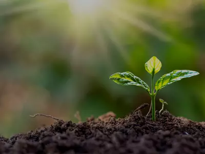 Planting Depth Simplified: What Every Forage Gr...