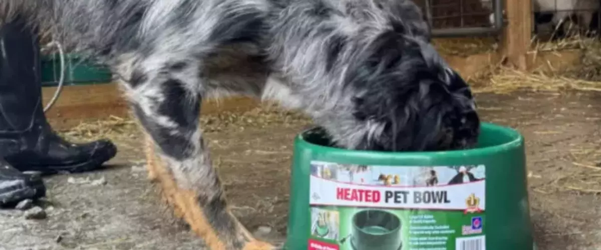 Are Heated Water Bowls for Pets the Best Way to...