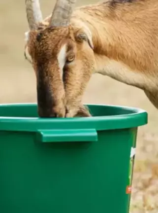 Is This the Best Portable Livestock Water Tub f...