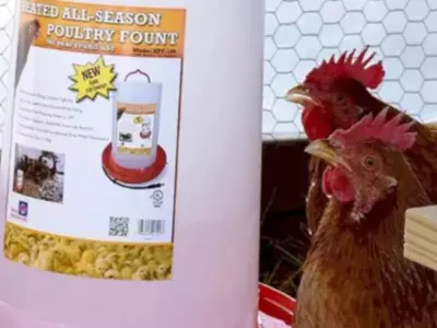 Where Can I Buy Poultry Waterers?
