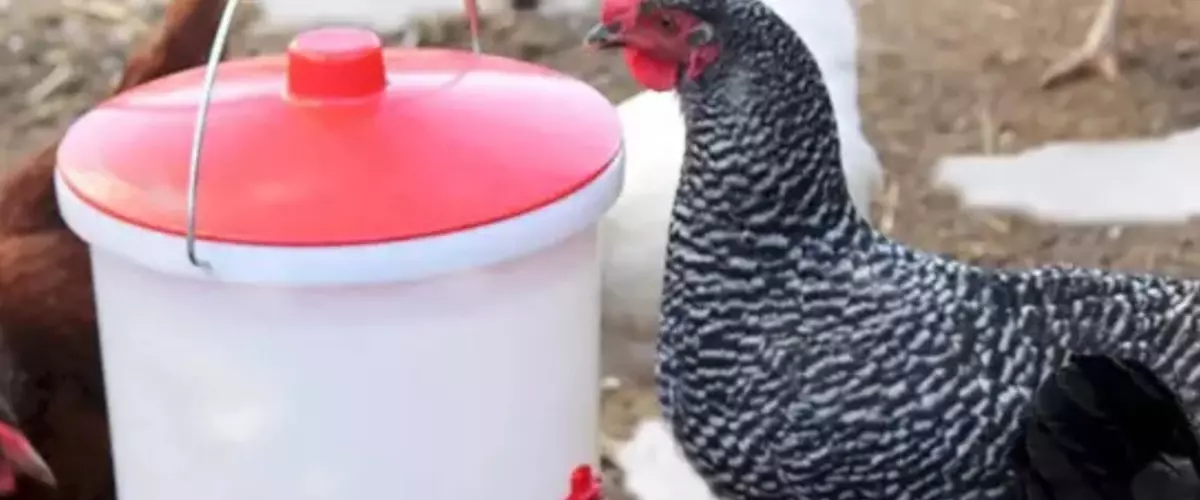Best Poultry Waterers for Cold Weather? See Why...