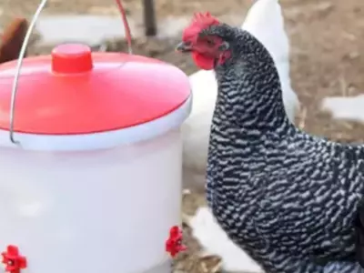 Best Poultry Waterers for Cold Weather? See Why...