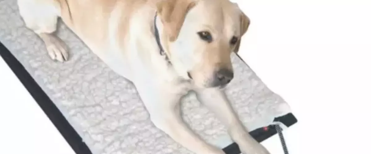 Where Can I Buy an Outdoor Heated Pet Mat?