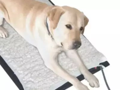 Where Can I Buy an Outdoor Heated Pet Mat?