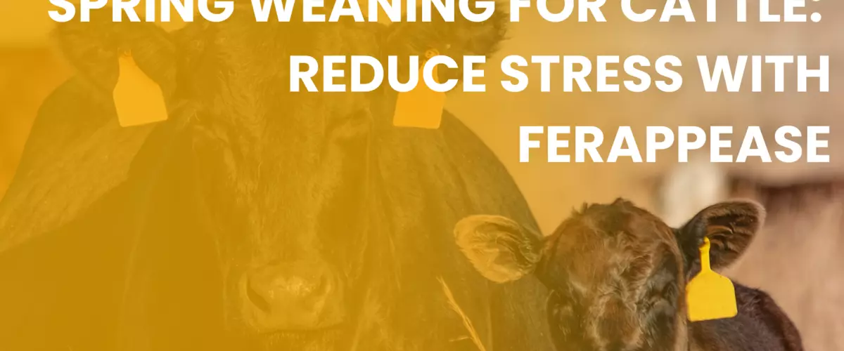 Spring Weaning for Cattle: Reduce Stress with F...