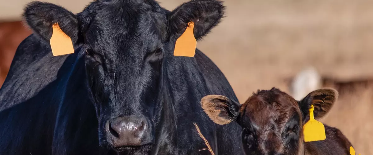 Spring Weaning for Cattle: Reduce Stress with F...