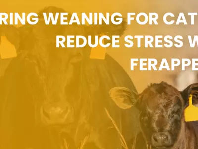 Spring Weaning for Cattle: Reduce Stress with F...