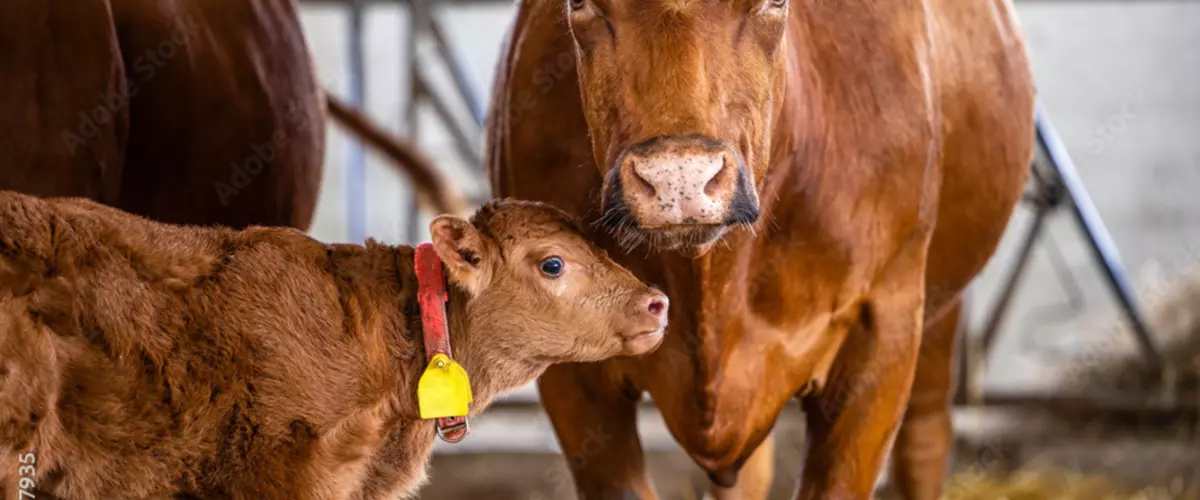 How to Choose the Right Colostrum Supplement fo...