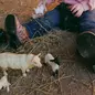 Best Farm Toys for Babies That Encourage Play a...