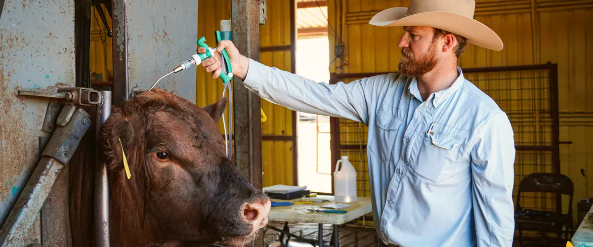 FerAppease Bovine®: The Future of Stress-Free C...