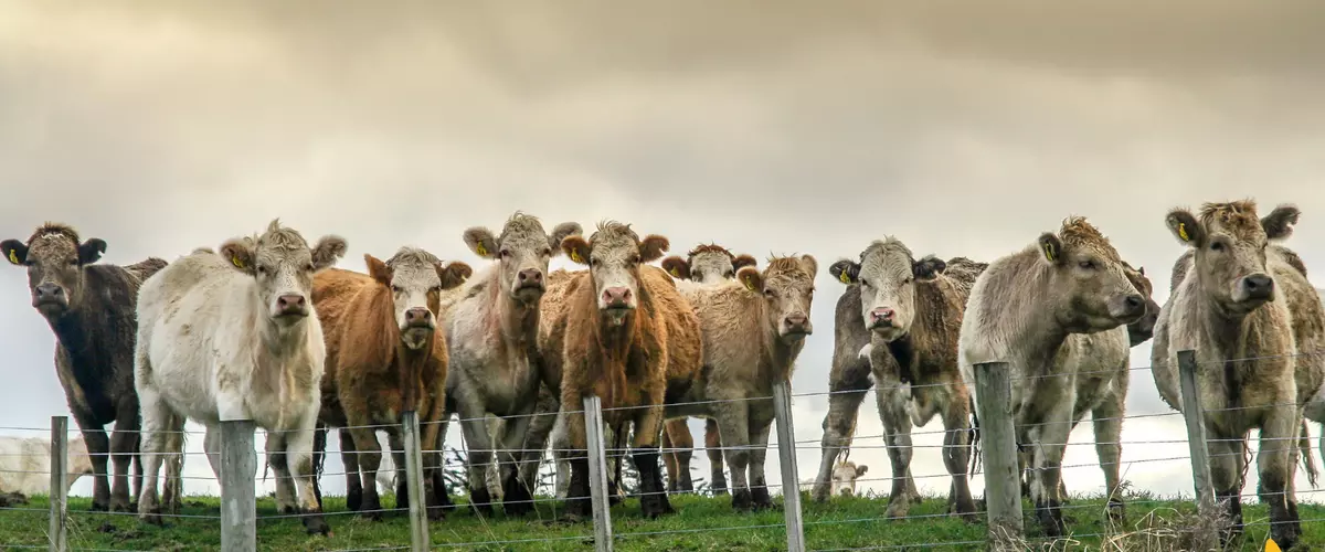 How FerAppease Bovine® Reduces Stress for Healt...