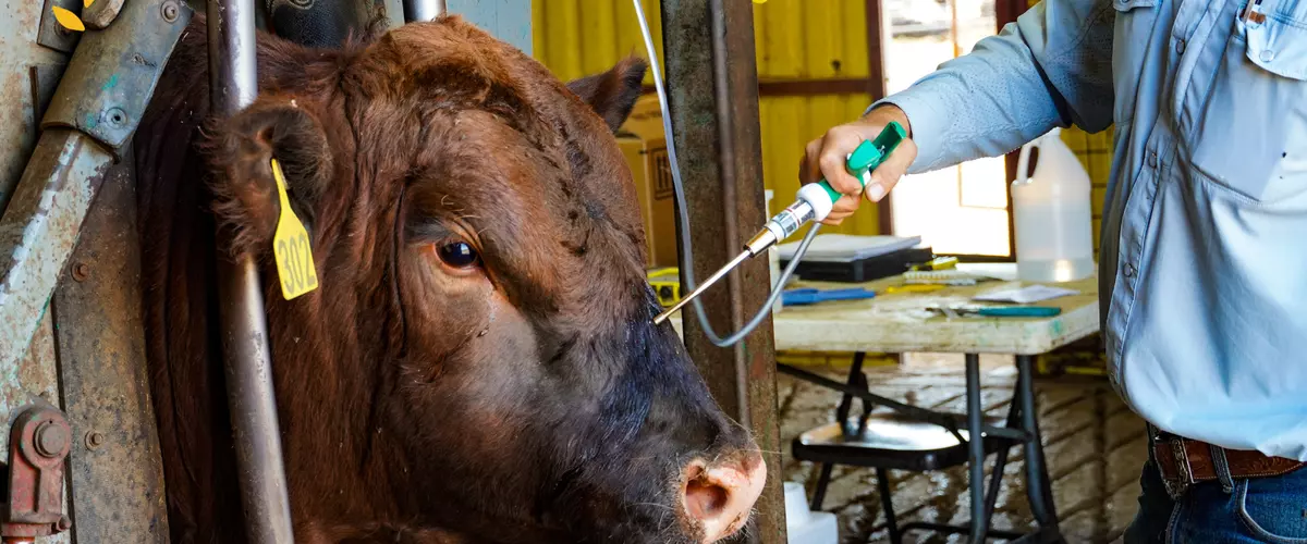 The Science Behind FerAppease Bovine® and Its I...