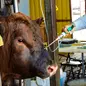 The Science Behind FerAppease Bovine® and Its I...