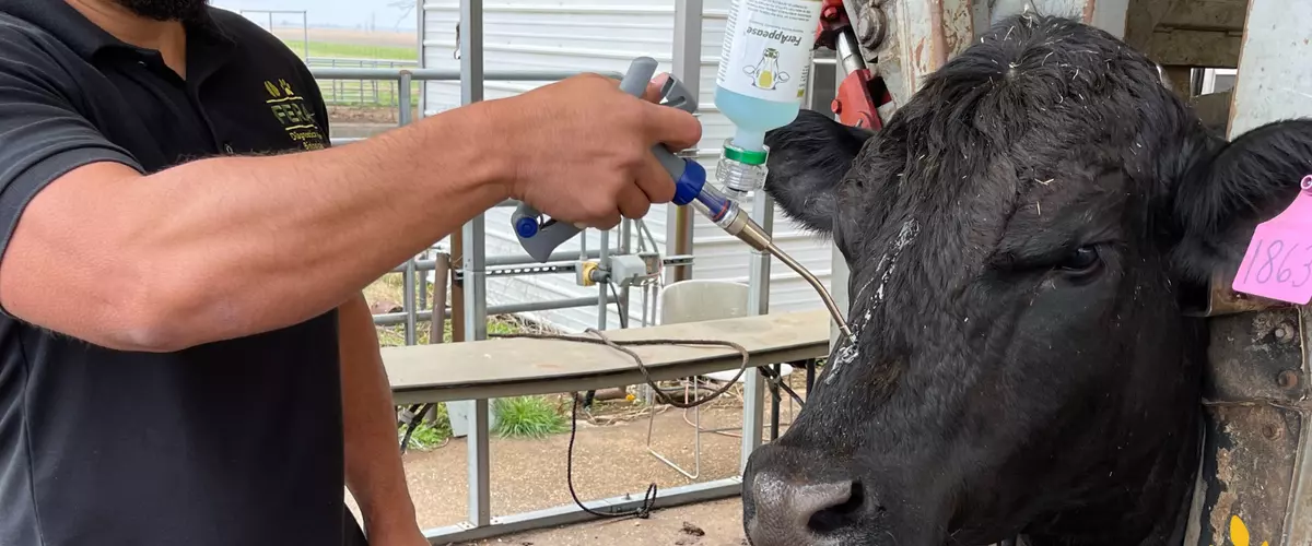 Transforming Herd Management with FerAppease Bo...