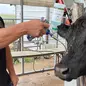Transforming Herd Management with FerAppease Bo...