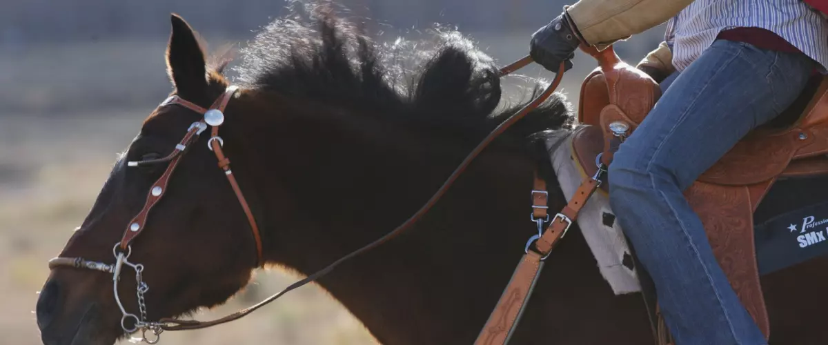 How do I choose the right bit for my horse’s tr...