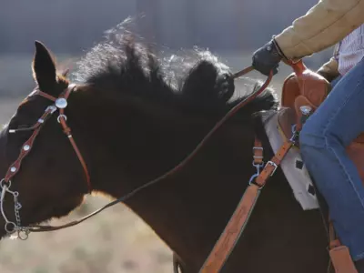 How do I choose the right bit for my horse’s tr...