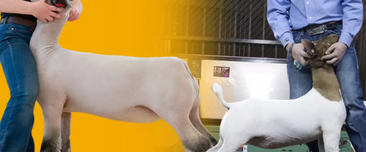 Train Smarter, Not Harder: Livestock Treadmills...