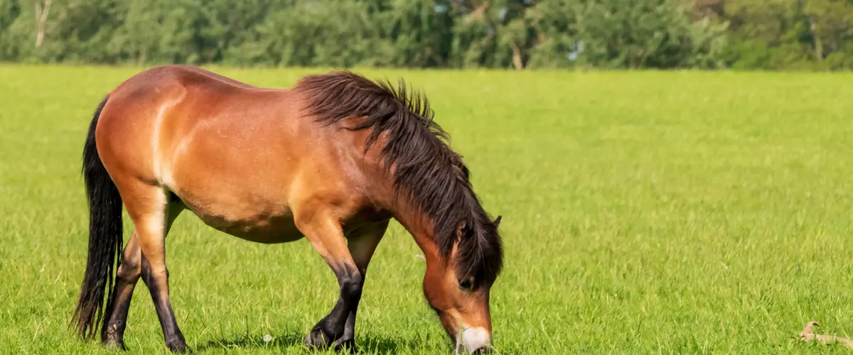 How Do Horses Sleep? A Comprehensive Guide