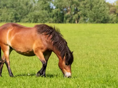 How Do Horses Sleep? A Comprehensive Guide