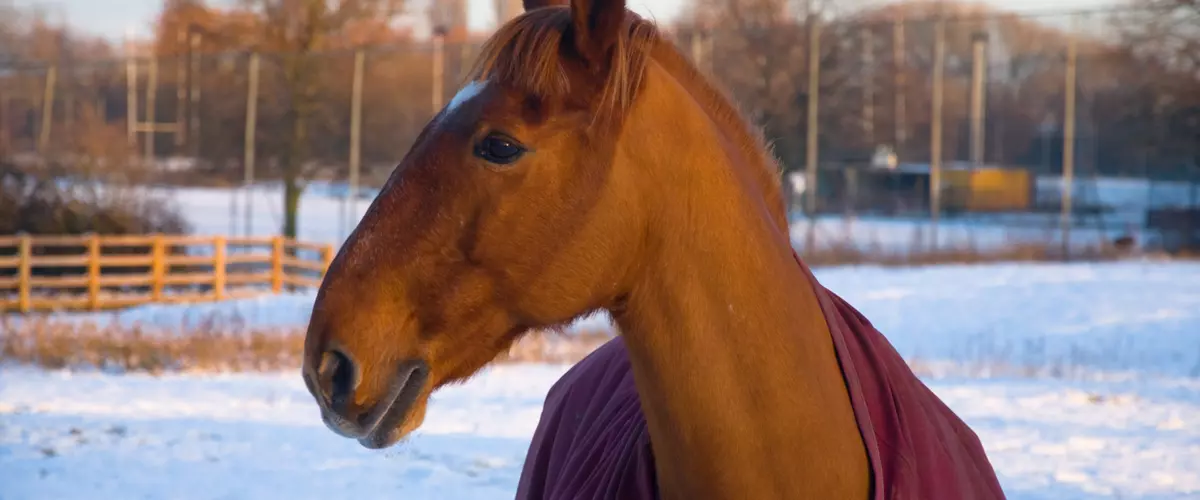 Does Your Horse Need a Winter Blanket?