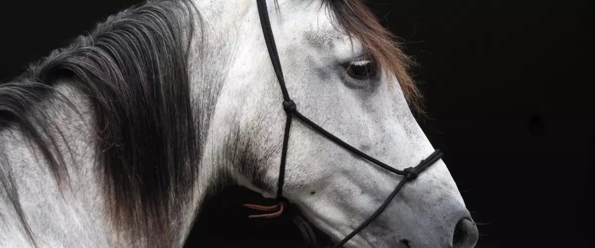 What type of halter is best for everyday use wi...