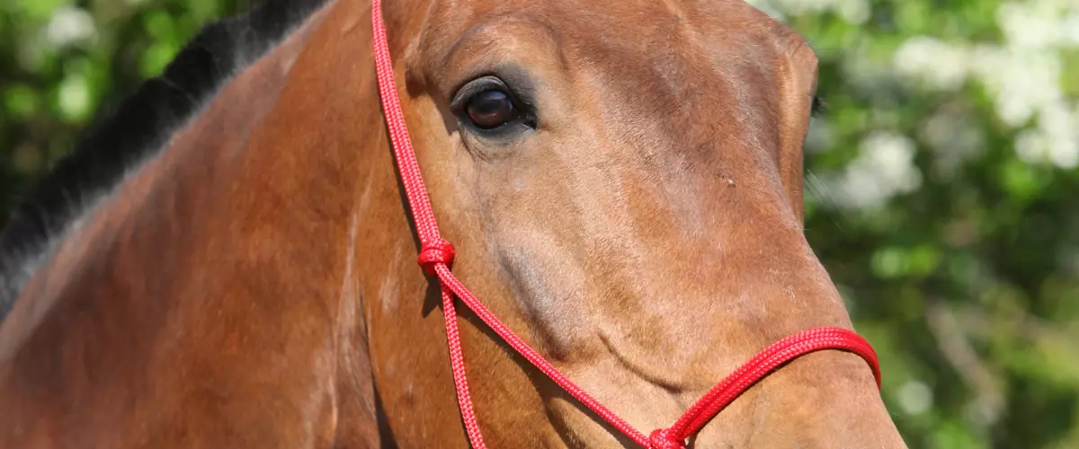 What is the difference between nylon, leather, ...