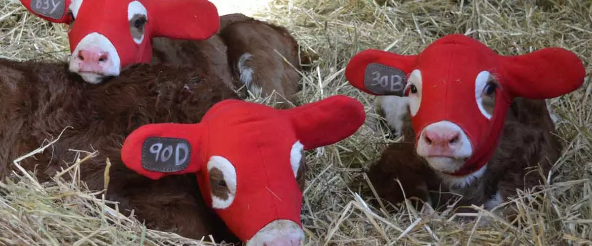 What Are Kalf Kozies?