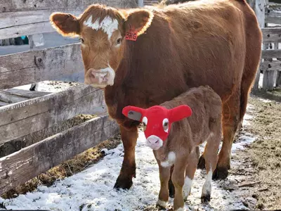 What Are the Benefits of Using Calf Ear Warmers?