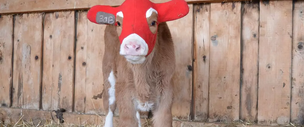 Do Calf Ear Warmers Affect Calf Growth?