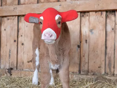 Do Calf Ear Warmers Affect Calf Growth?