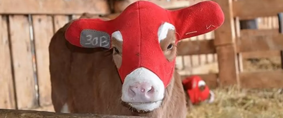 What Material Is Best for Calf Ear Warmers?