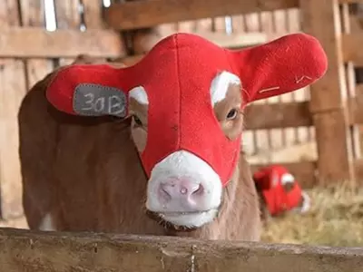 What Material Is Best for Calf Ear Warmers?