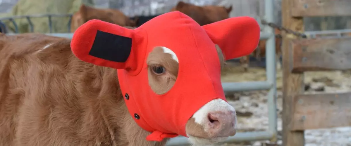 Where Can I Buy Kalf Kozie Ear Warmers?