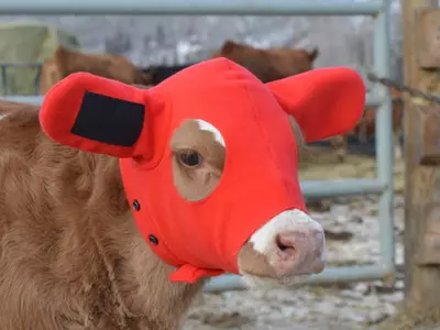 Where Can I Buy Kalf Kozie Ear Warmers?