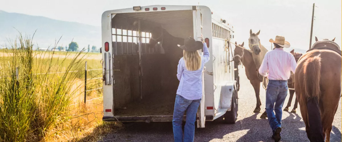 What are the best halters and leads for trailer...