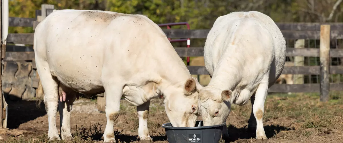 Which Online Stores Specialize in Products for ...