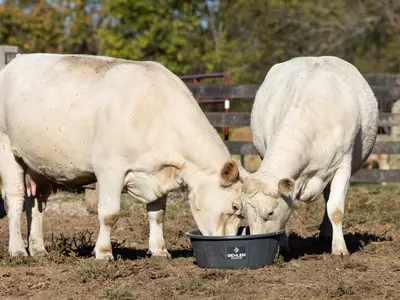 Which Online Stores Specialize in Products for ...