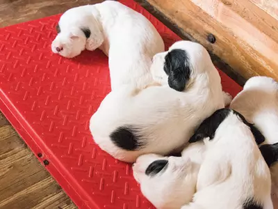 Where to Buy Kane Heat Mats for Livestock and Pets